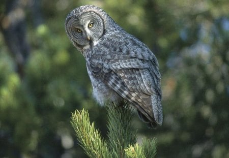 Owl