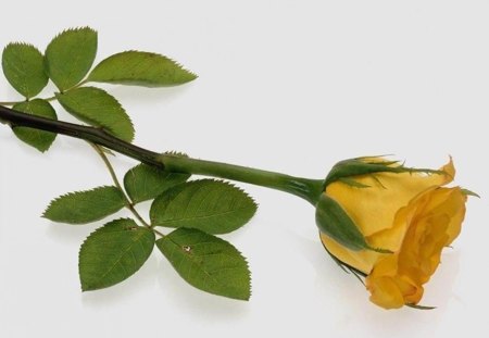 Yellow rose - flowers, roses