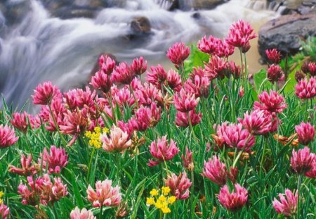 Wildflowers - flowers, rivers