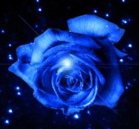 Blue rose