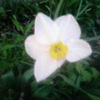 My First Flower of Spring