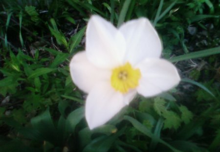 My First Flower of Spring - first, spring, flower