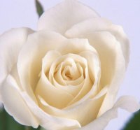 white rose