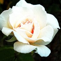 White rose