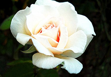 White rose - rose, white, garden