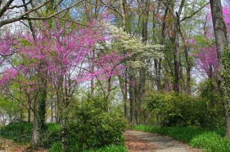 Spring Tree Lined Path