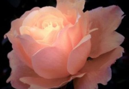 Glowing Rose - rose, black, nature, pretty, glowing, pink, flowers, flower, peachy