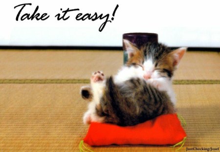 Take it Easy - relaxing, pillow, cat, kitten