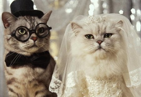 The Cats Wedding - hat, glasses, cats, tie, dress