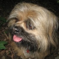 Lhasa Apso dog, head only, tongue out, leaf litter, green leaves bottom l.h. corner