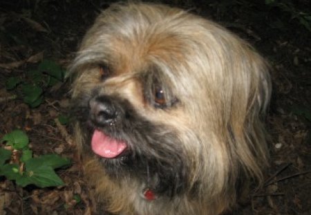 Lhasa Apso dog, head only, tongue out, leaf litter, green leaves bottom l.h. corner - leaf litter, protruding tongue, blond, head small dog, long hair