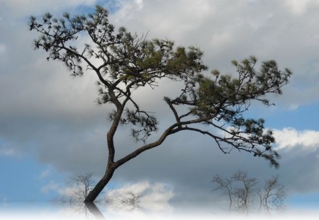 Tree on the Top - sky, tree