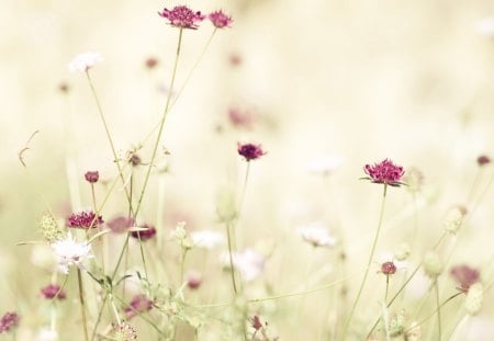 WHITE - nature, flower