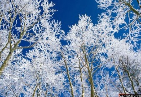 winter season - forests, nature