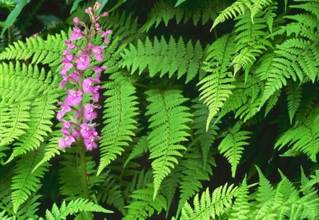 Purple fringed orchid - flowers, nature