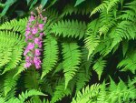 Purple fringed orchid