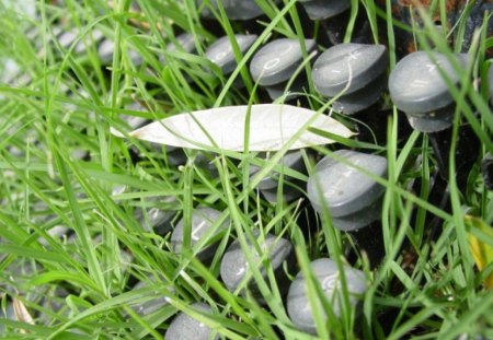 natural keyboard - hardware, natural, leaf, computer, leaves, interesting, keyboard, green