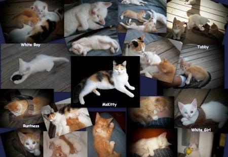 MsKitty and Babes - looking, kittens, loving, collage, sleeping, cat, playing