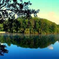 forest and lake reflections