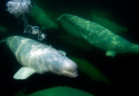 beluga whales - canada beluga whales, beluga whales