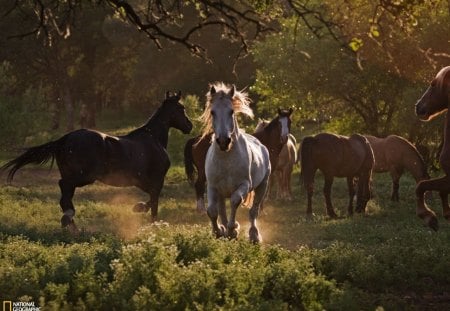 mustang heards - mustang heards, wild and free