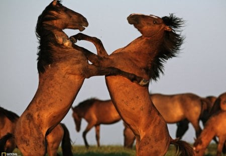 mustang stallions - fighting stallions, mustang stallions