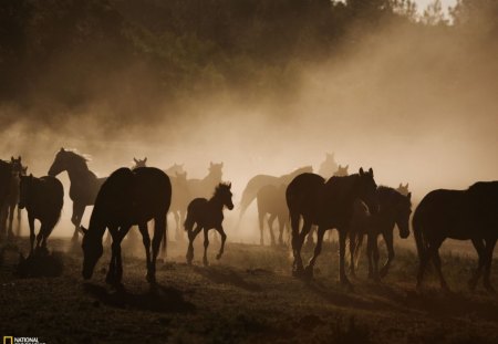 mustangs - mustangs, heard of wild mustangs