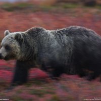 brown bear