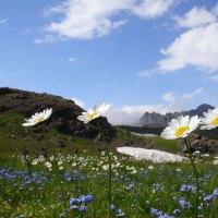 daisies and its friends