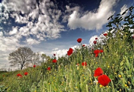 Spring for you - sky, spring