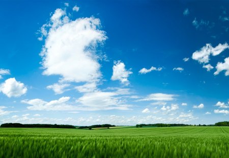 Summer II - clouds, filed, summer, sky