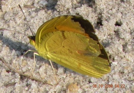 Calm Butterfly - butterfly, yellow, sand