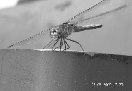 Staring Dragonfly - calm, staring, black and white, dragonfly