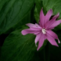 Very Small Pink Flower