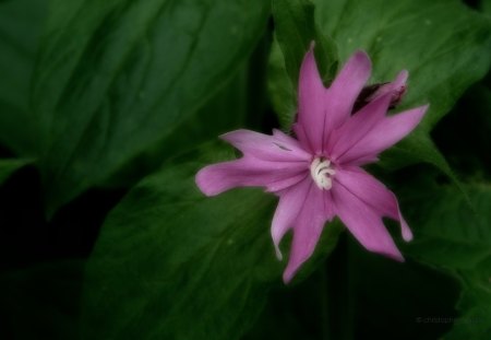 Very Small Pink Flower - widescreen, white, nature, macro, wild, pink, green, small, spiral, flower