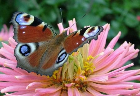 flower with butterfly - flower, nature