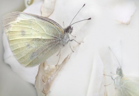 WHITE - animals, butterflies