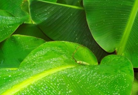 Green-Leaves  - nature, leaf, green