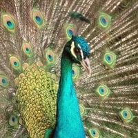 Peacock