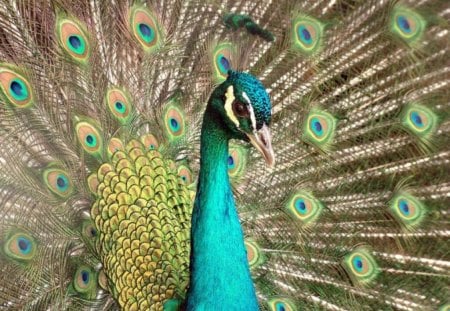 Peacock - peacocks, colors