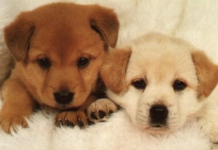 Puppys - dogs, puppies