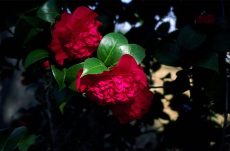 Red camellia - flowers, red