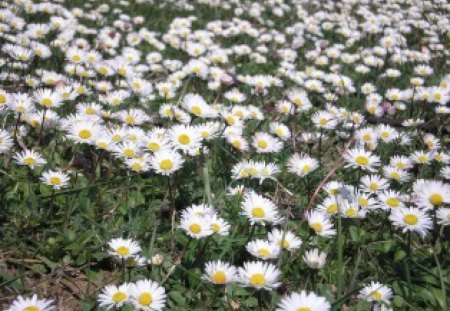 Daisies - flowers, daisies