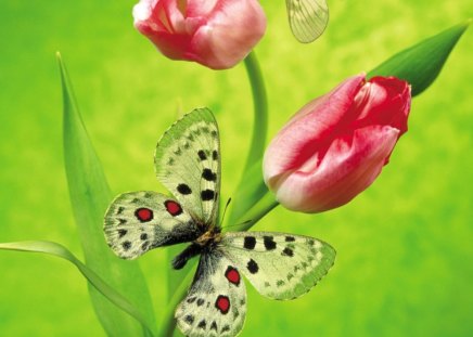 Butterfly and tulip - beauty, stems, hot, green, butterflies, branh, pink green, plants, nature, butterfly, cream, beautiful, red, spotted, animal, tulip, flowers, flower