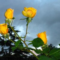 Yellow roses