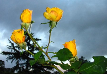 Yellow roses - flowers, roses