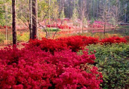 Garden 4 Tourists  - nature, beauty