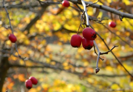 Autum time - colourful, nature, red, autum