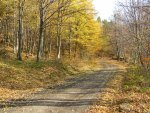 Road in the forest