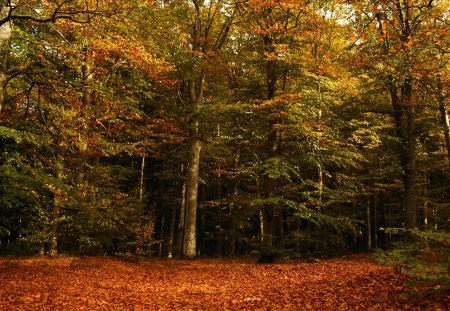 Colourful autum - colourful, autum, orange, nature